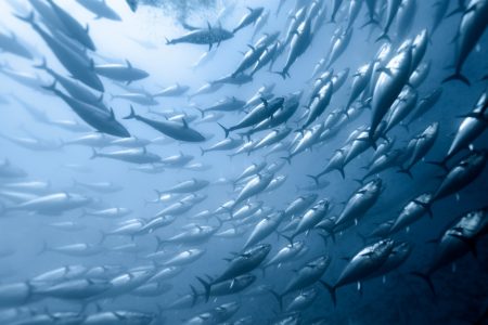 Snorkeling with Tuna Experience